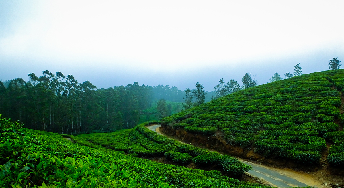 kerala tour packages